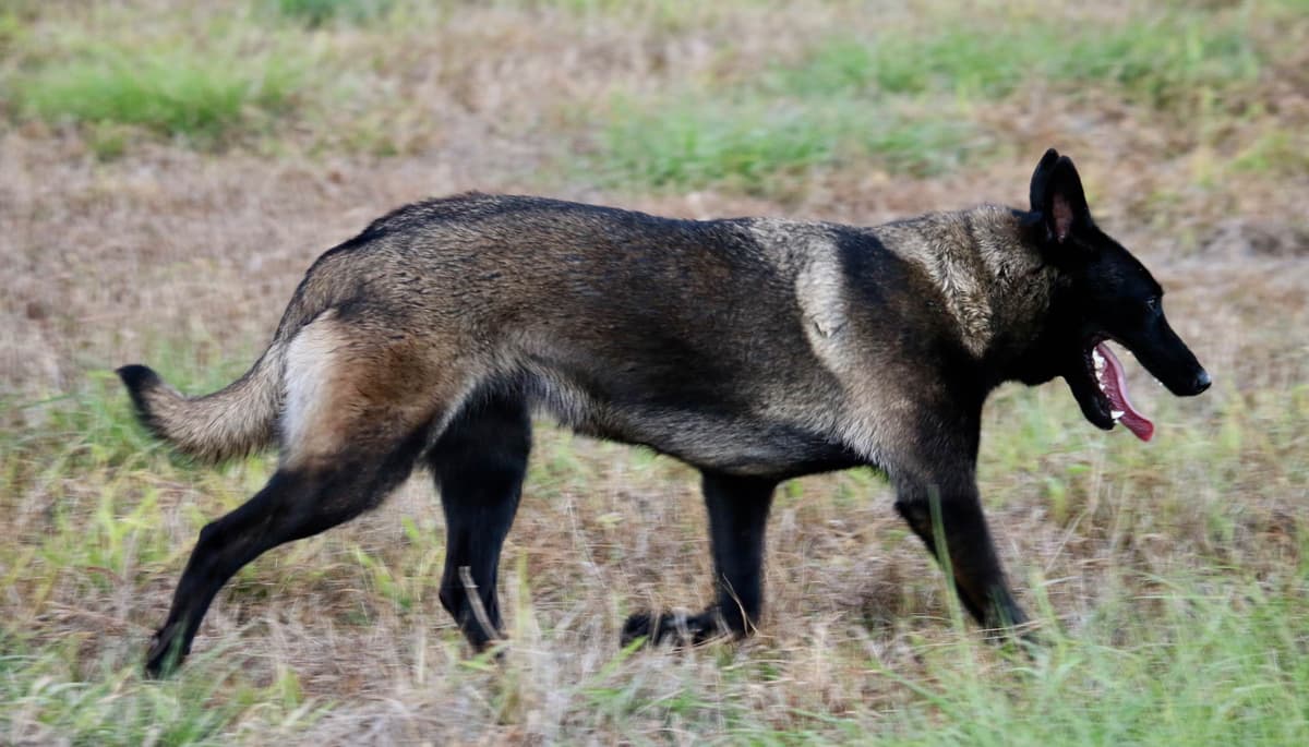 DARK MALINOIS breeder image 37