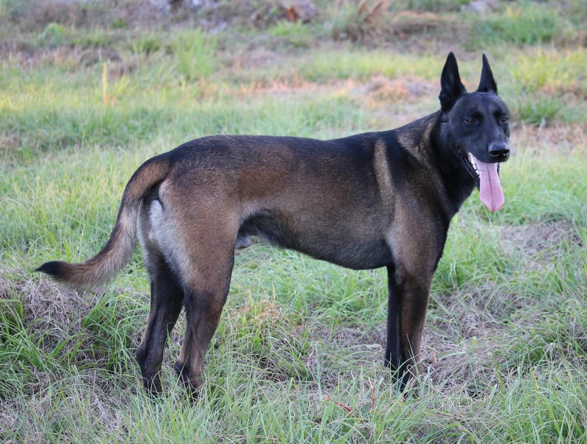 DARK MALINOIS breeder image 40