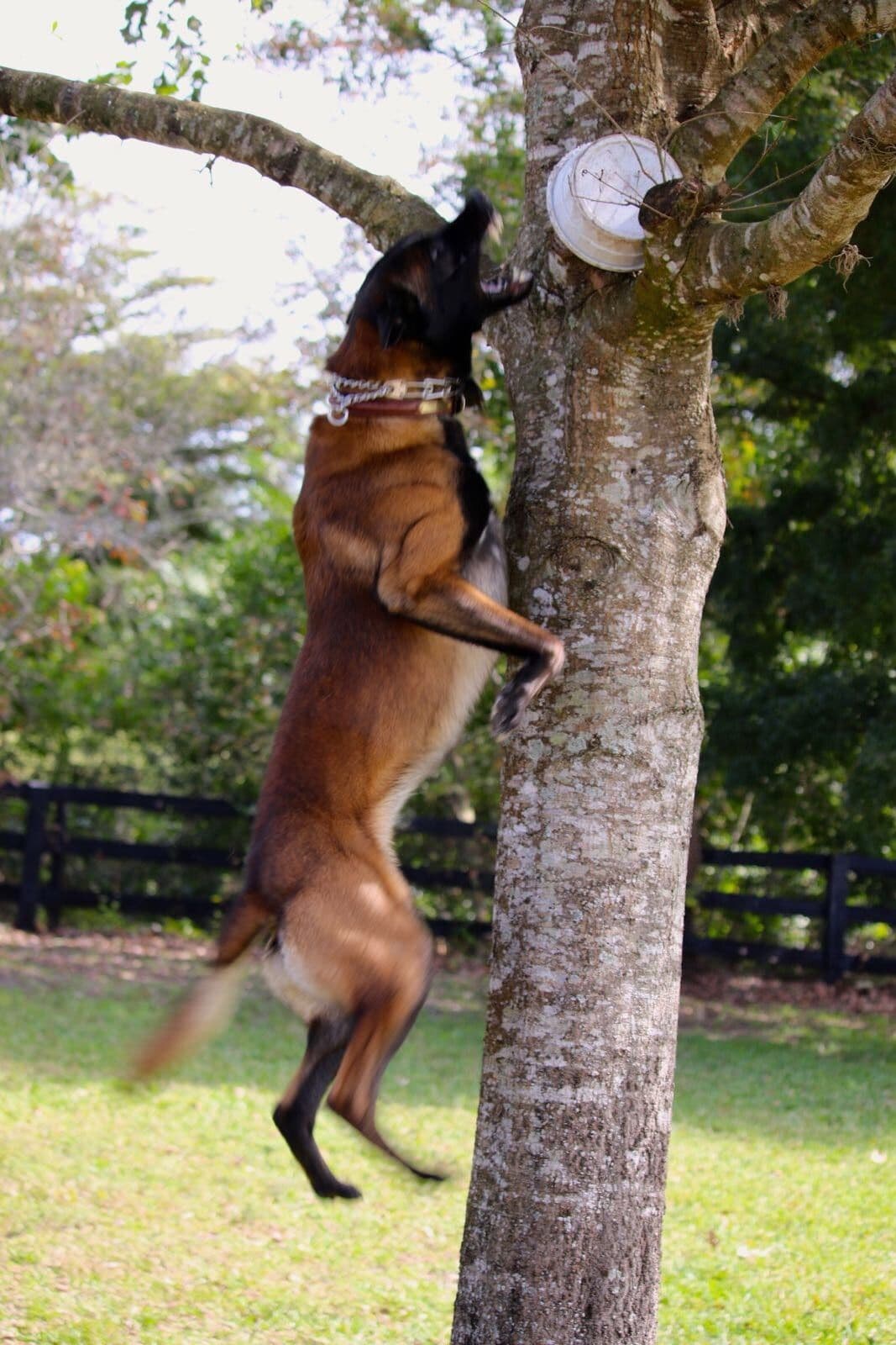 DARK MALINOIS breeder image 38