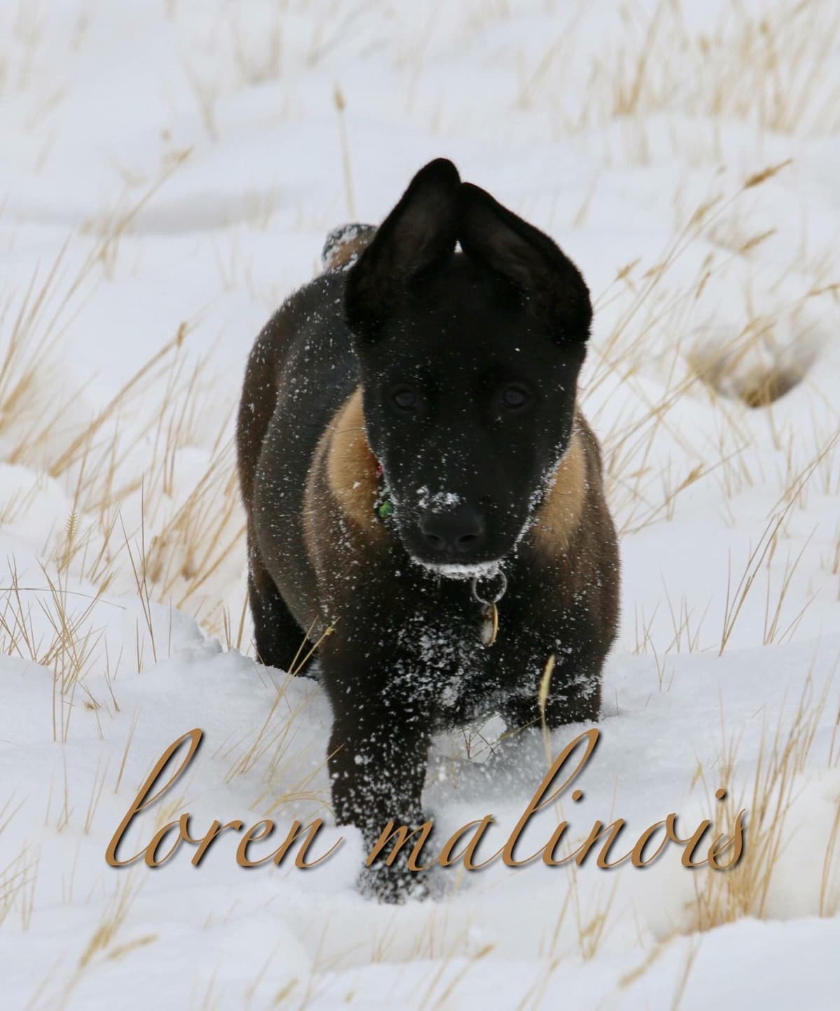 DARK MALINOIS breeder image 39