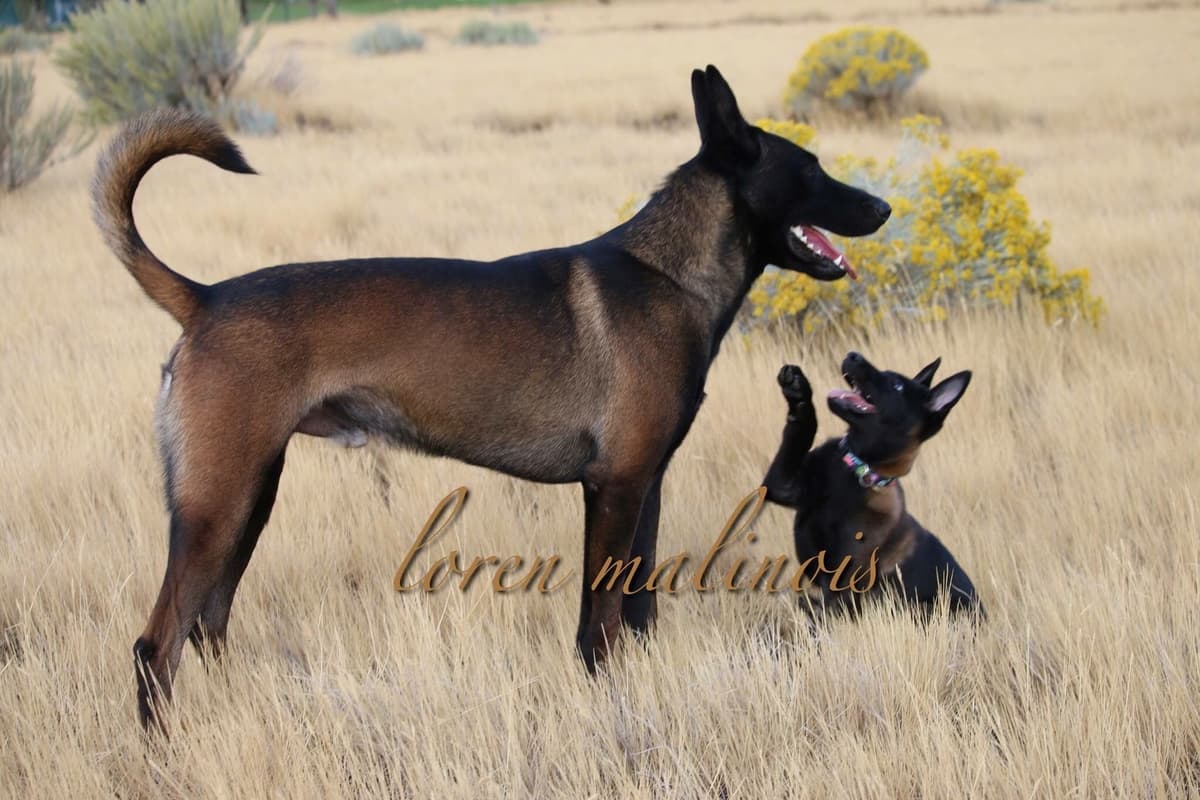 DARK MALINOIS breeder image 44