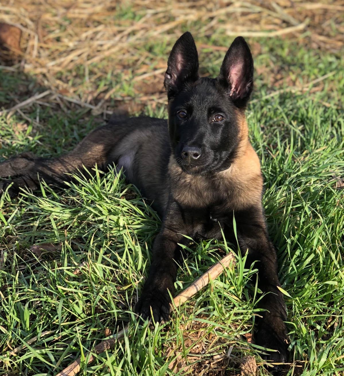 DARK MALINOIS breeder image 43