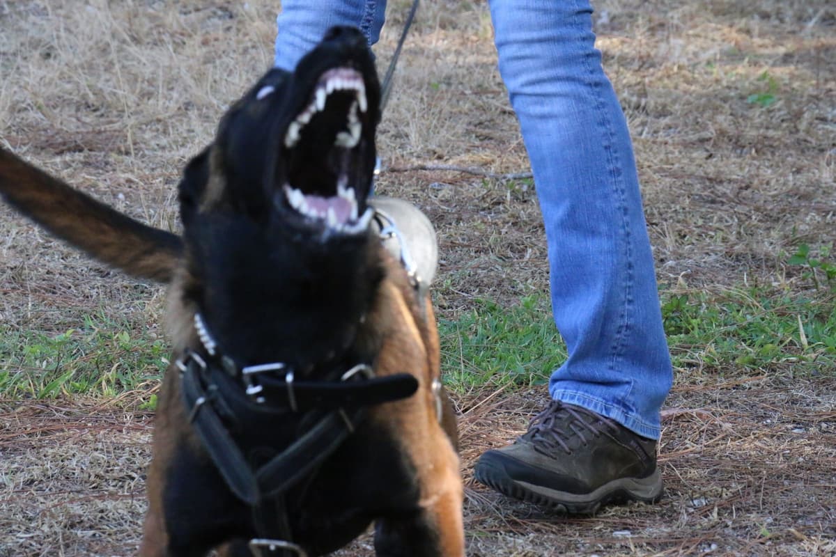 DARK MALINOIS breeder image 46