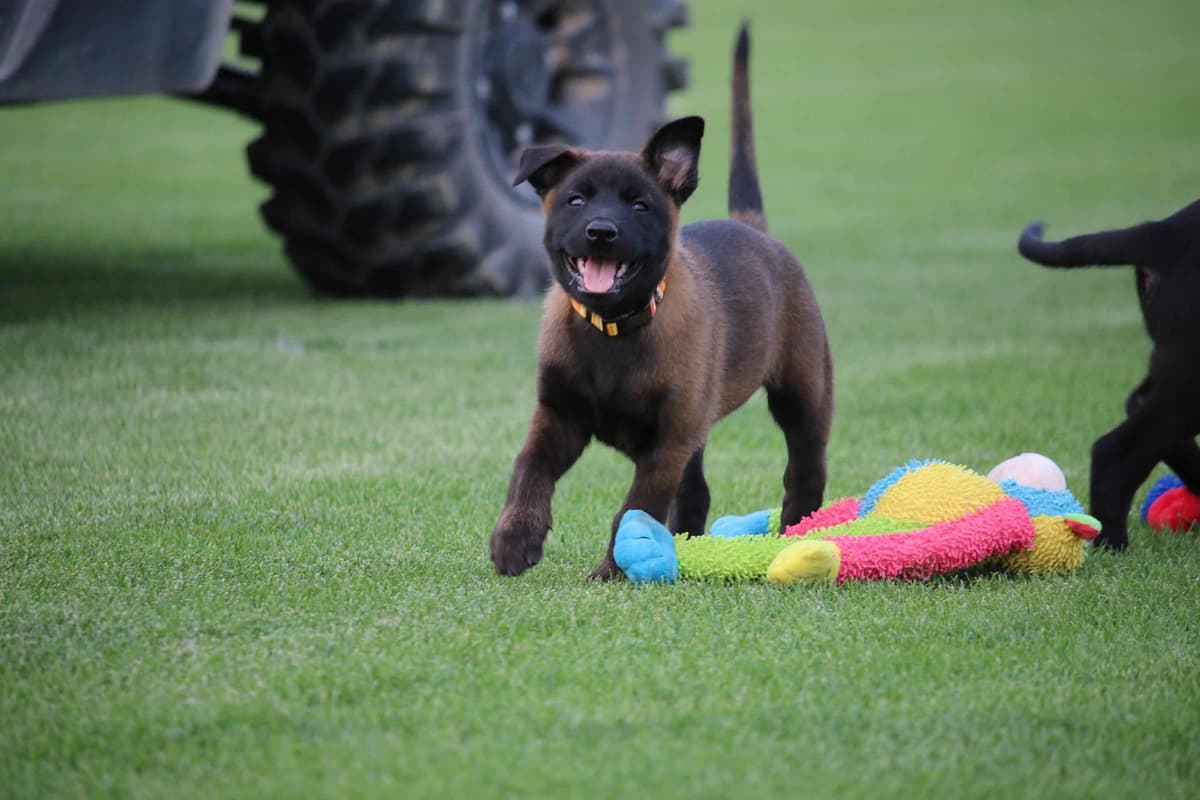 DARK MALINOIS breeder image 47