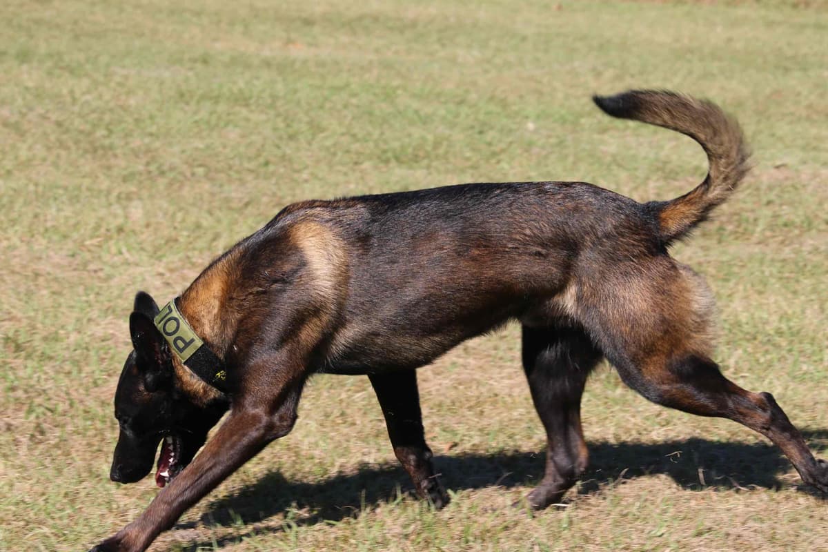 DARK MALINOIS breeder image 48