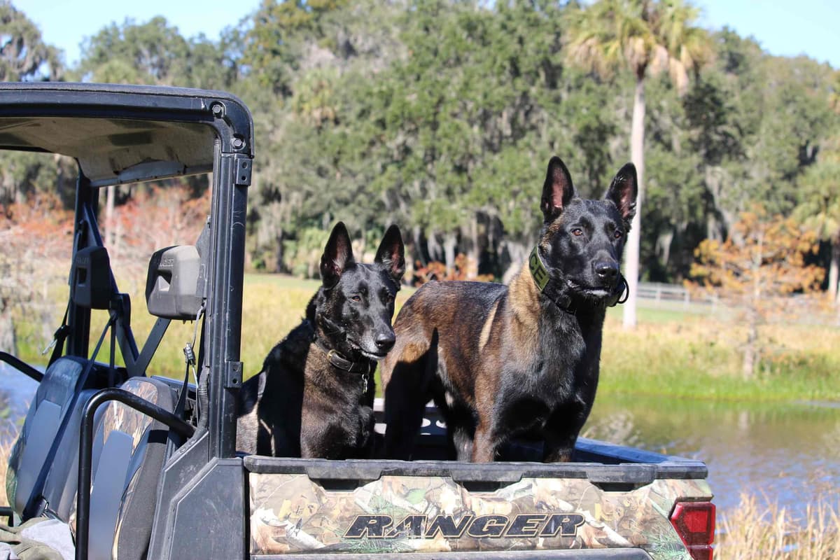 DARK MALINOIS breeder image 49