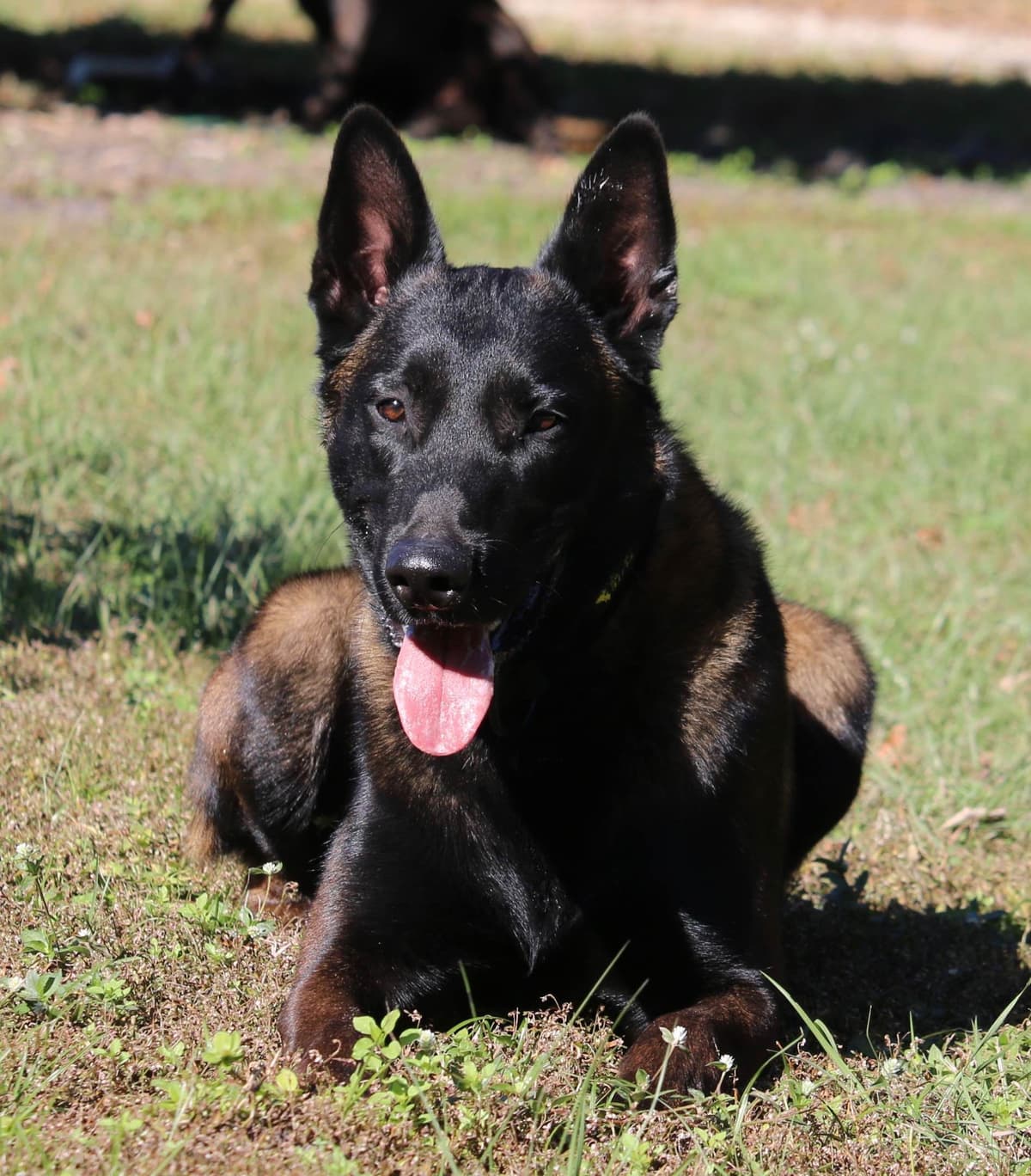 DARK MALINOIS breeder image 50