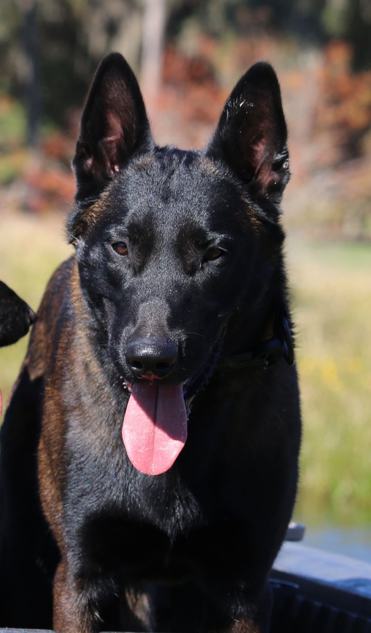 DARK MALINOIS breeder image 51