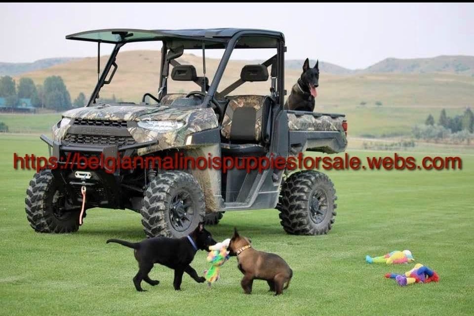 DARK MALINOIS breeder image 3