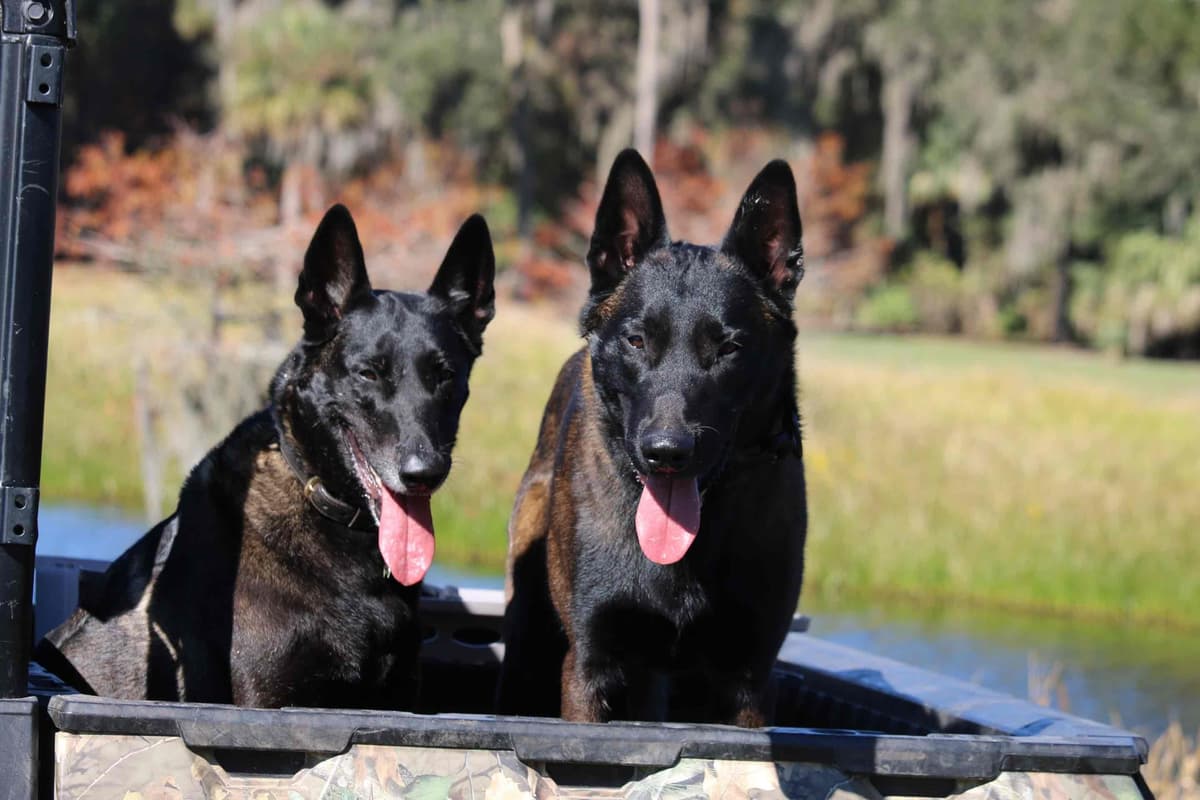DARK MALINOIS breeder image 53