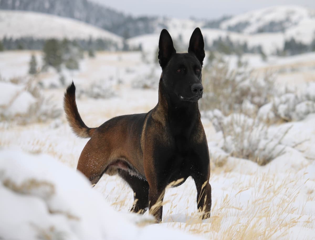 DARK MALINOIS breeder image 54