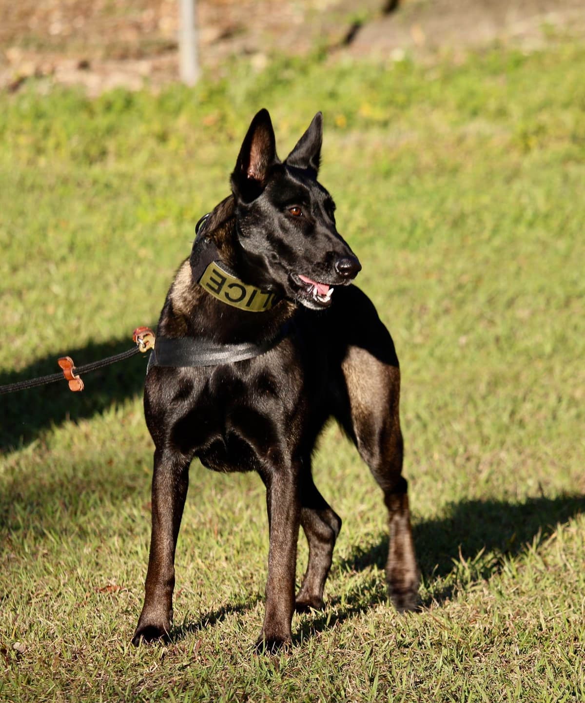 DARK MALINOIS breeder image 55