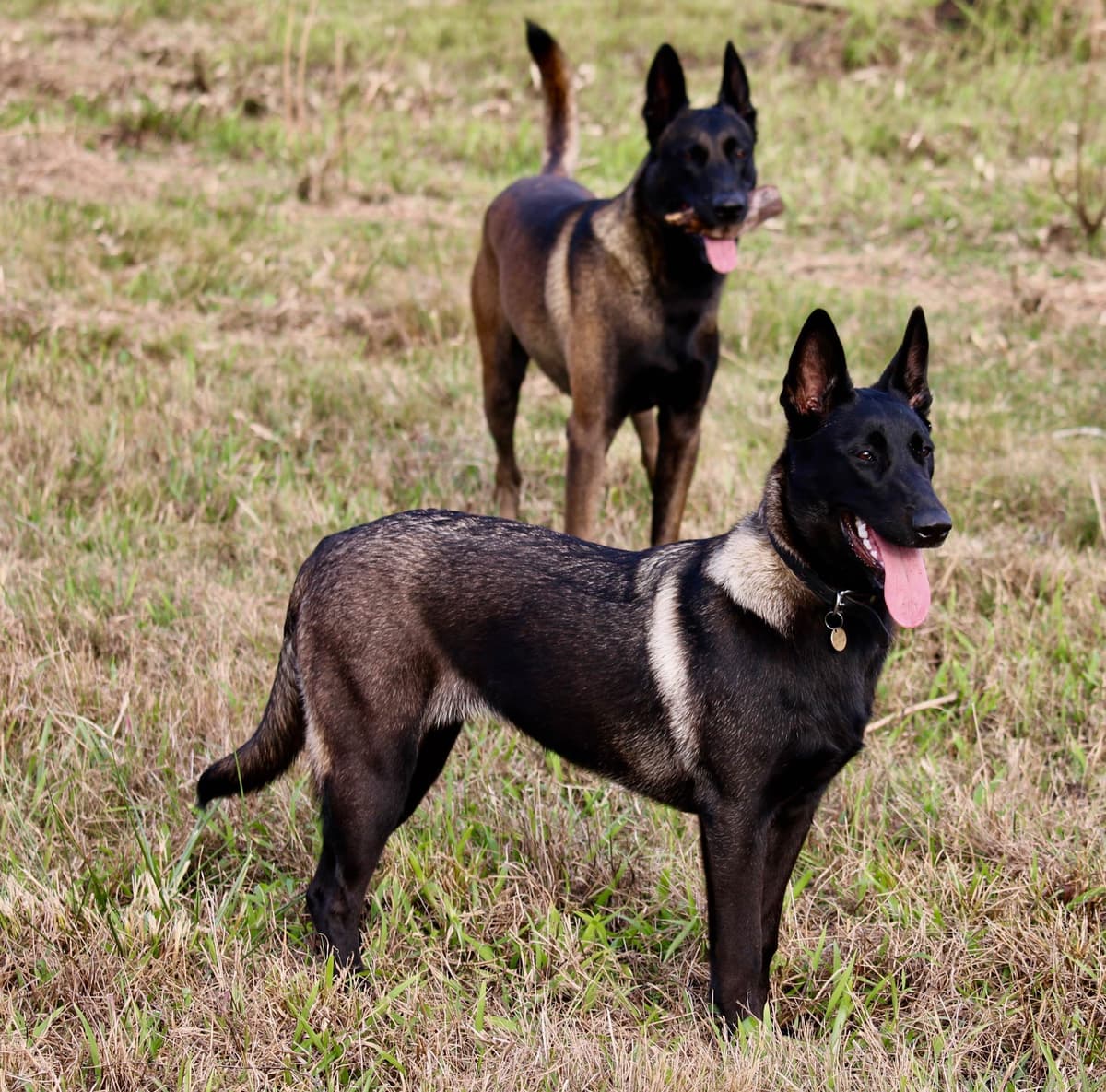 DARK MALINOIS breeder image 56