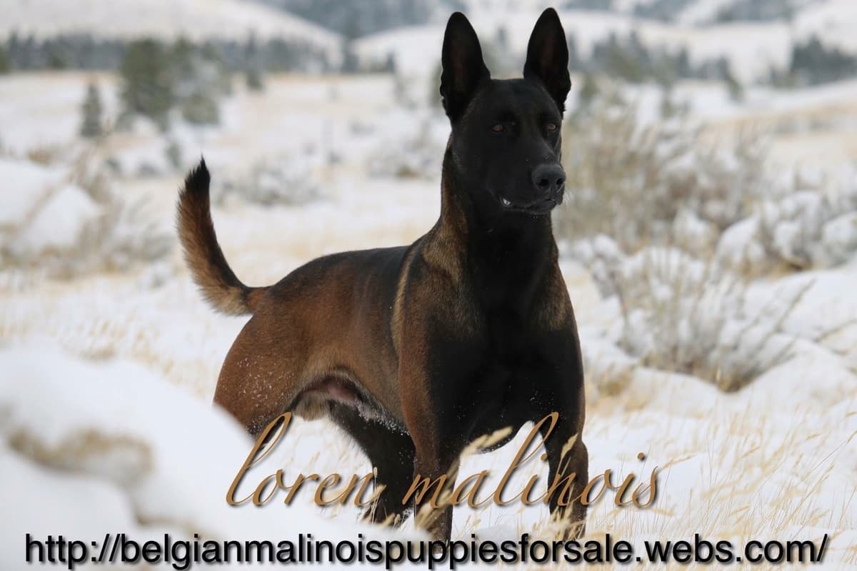 DARK MALINOIS breeder image 1