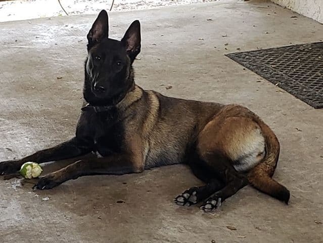 DARK MALINOIS media 2