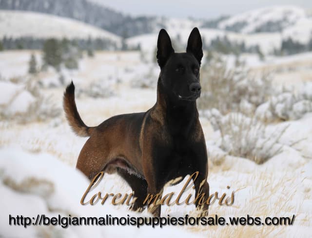 DARK MALINOIS media 3