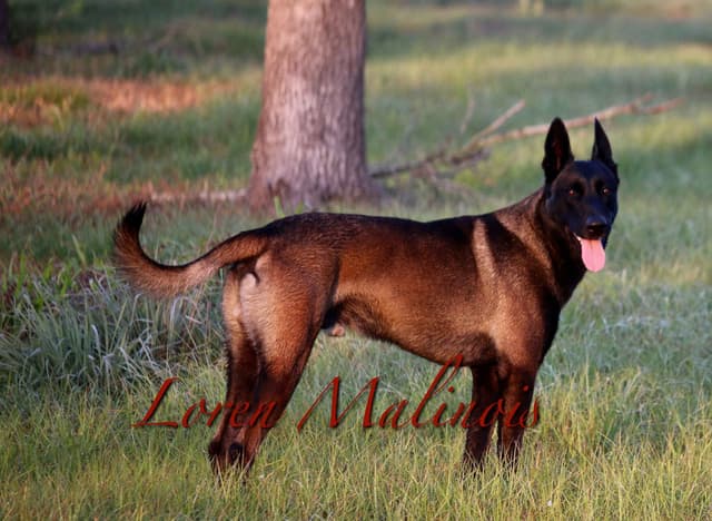 DARK MALINOIS media 4