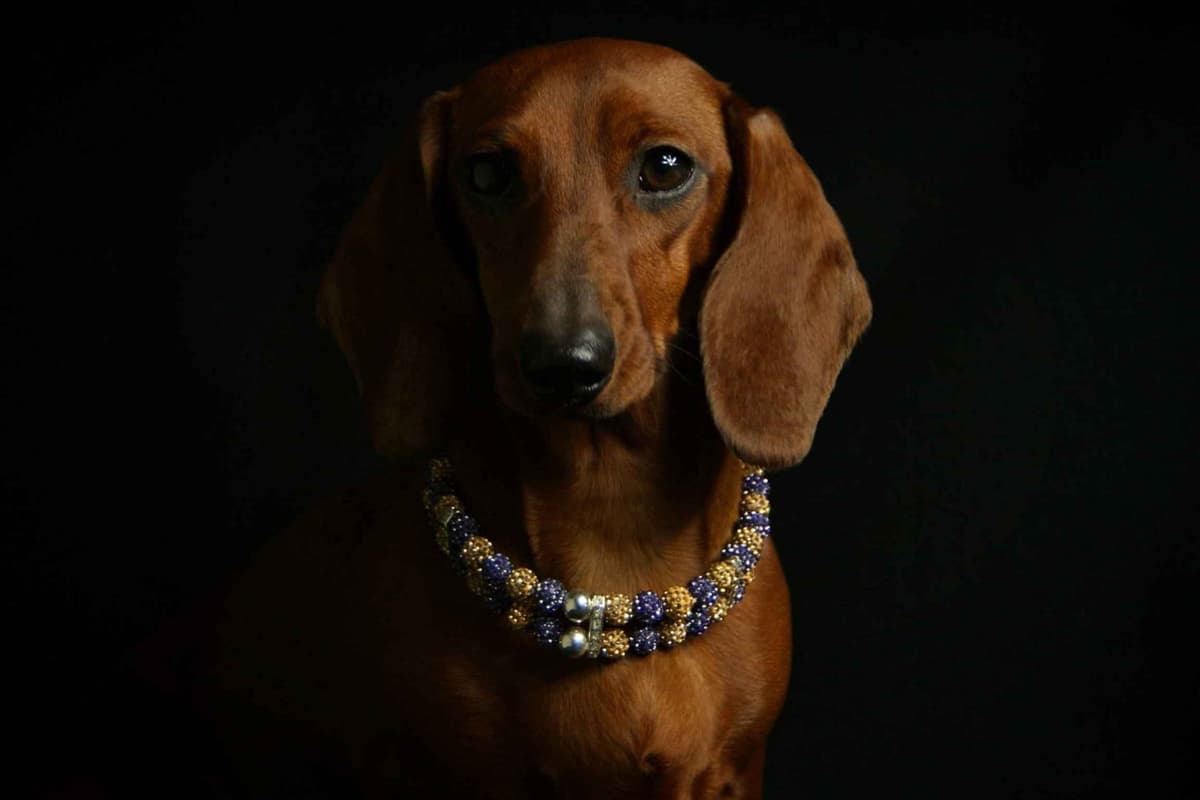 Mini Smooth Dachshund puppy breeder image 1