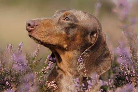 Mini Smooth Dachshund puppy breeder image 3