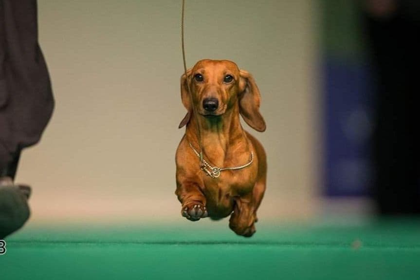 Mini Smooth Dachshund puppy breeder image 4