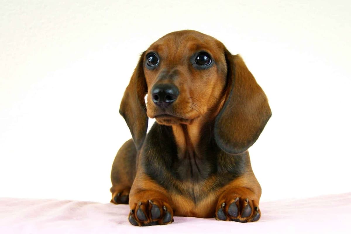 Mini Smooth Dachshund puppy breeder image 5