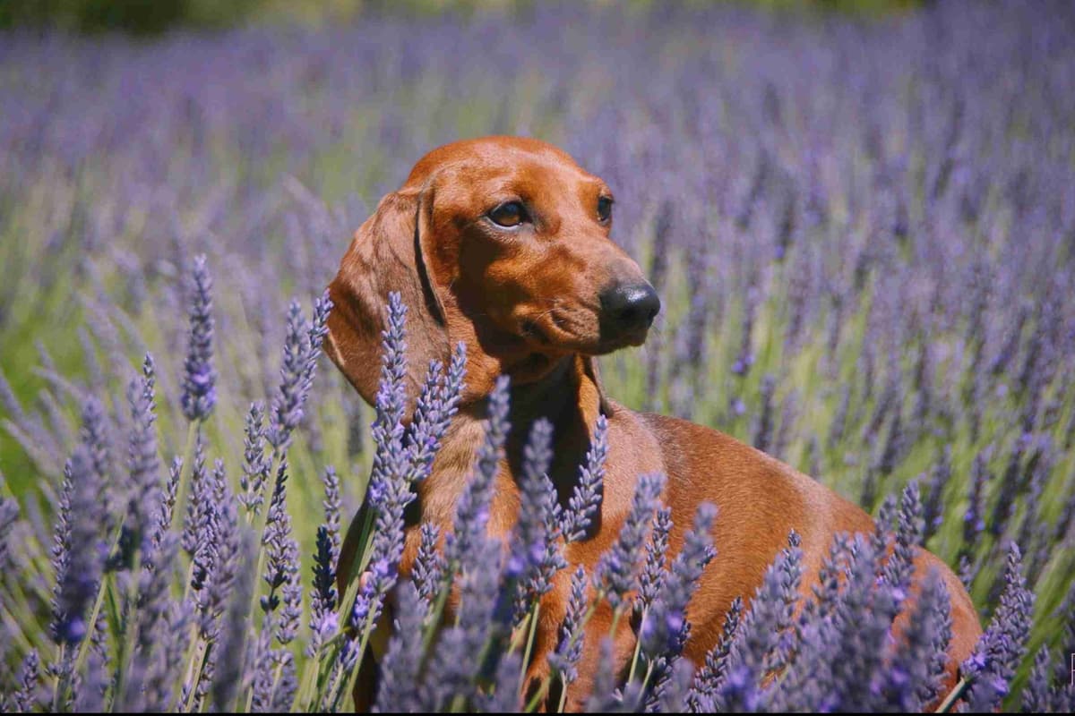 Mini Smooth Dachshund puppy breeder image 7