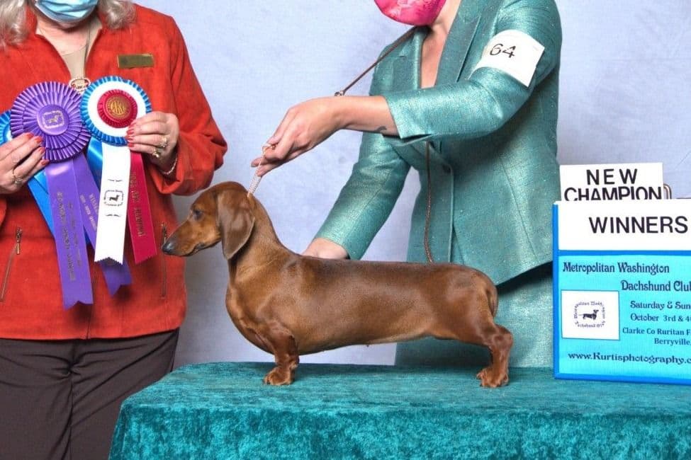 Mini Smooth Dachshund puppy breeder image 8