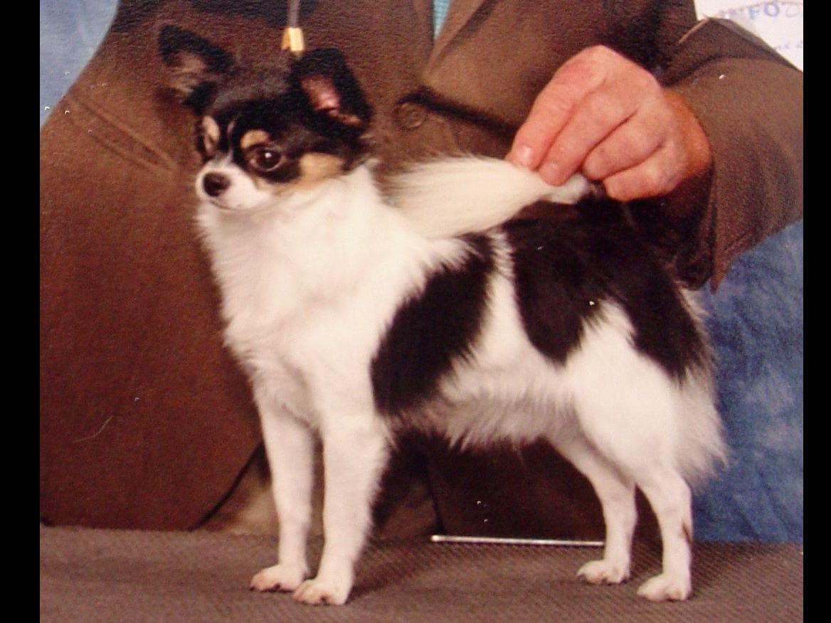 Chihuahua Puppies breeder image 1
