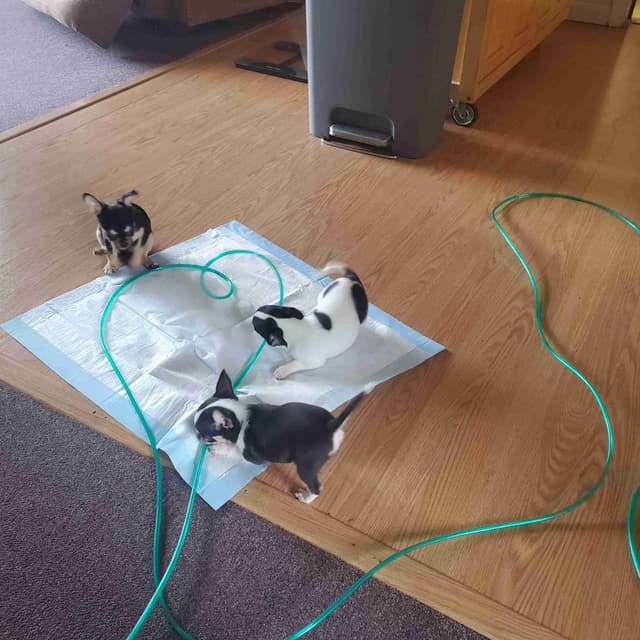 Chihuahua Puppies media 3