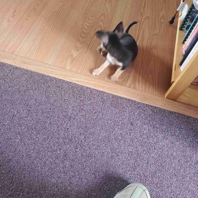 Chihuahua Puppies media 6