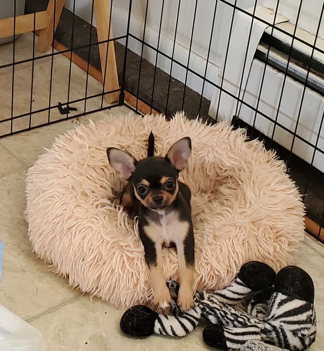 Chihuahua Puppies media 7