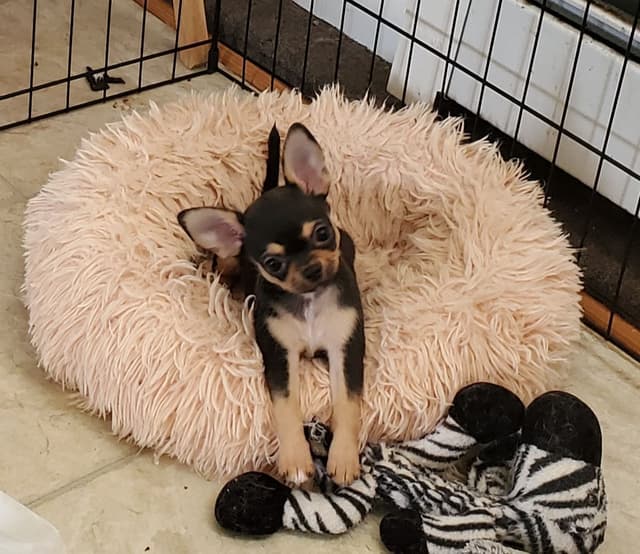 Chihuahua Puppies media 8