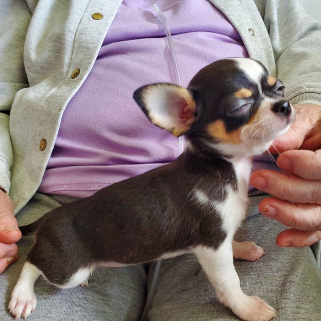 Chihuahua Puppies media 9