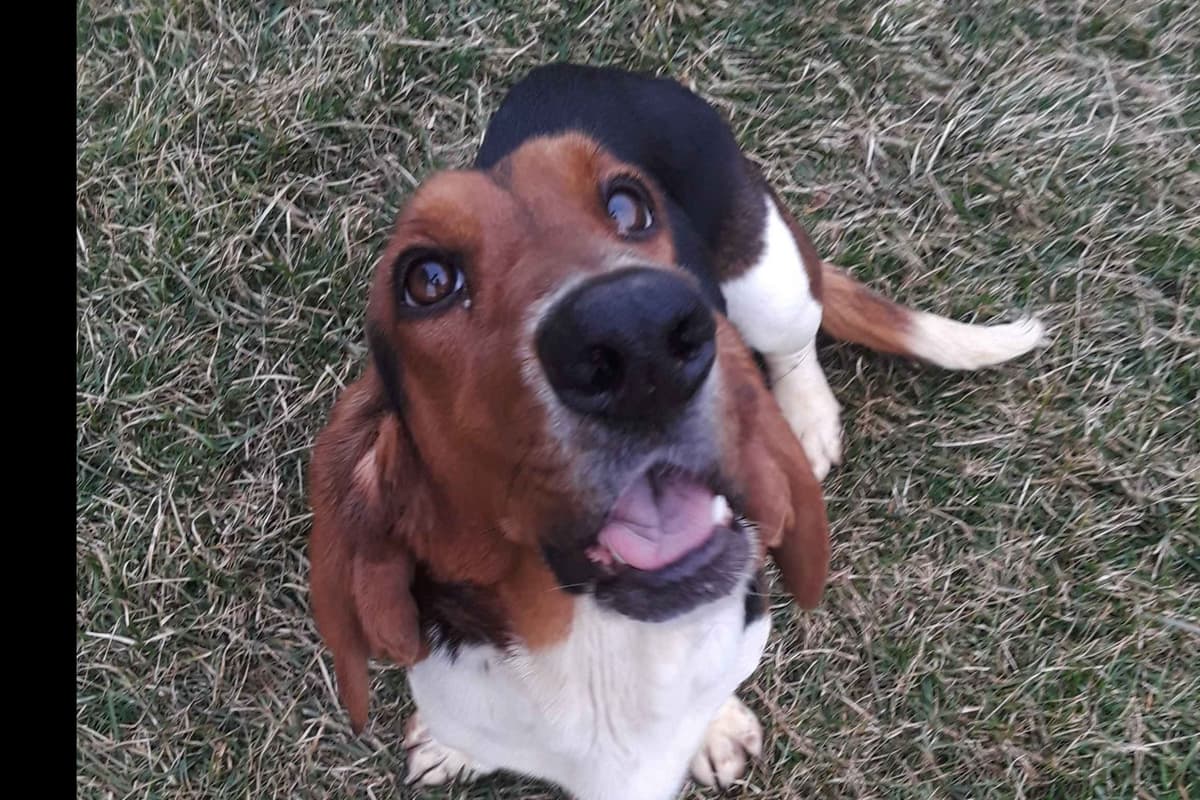 Basset Hound Puppies breeder image 2