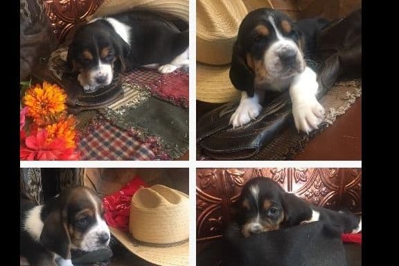 Basset Hound Puppies breeder image 1