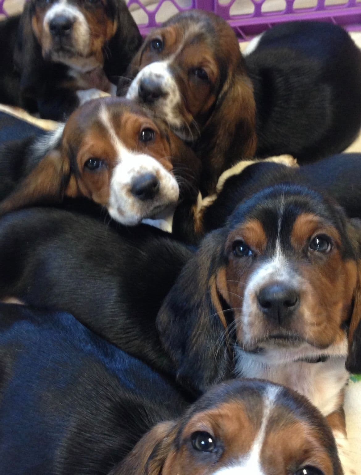 Basset Hound Puppies breeder image 5