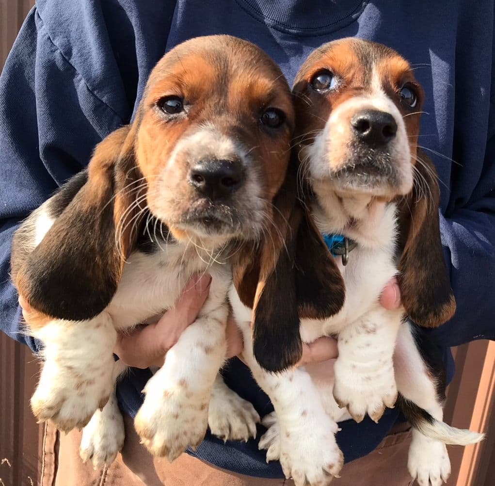Basset Hound Puppies breeder image 7