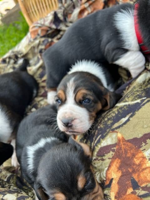 Basset Hound Puppies breeder image 8