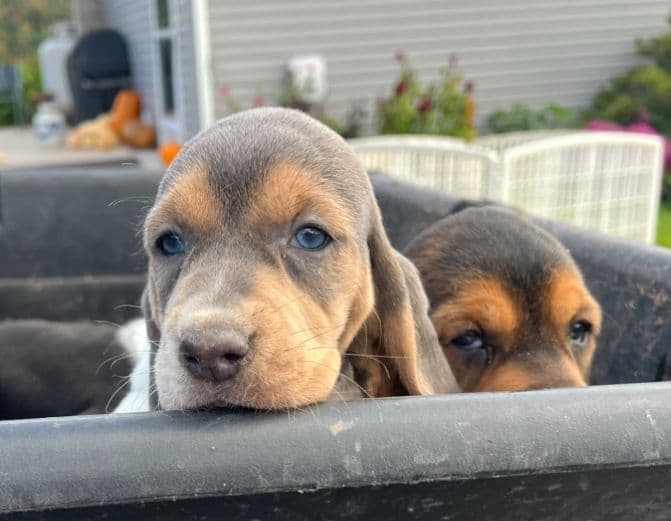 Basset Hound Puppies breeder image 9