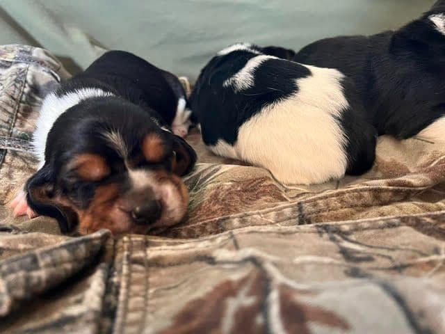 Basset Hound Puppies media 3