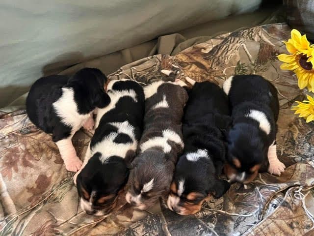 Basset Hound Puppies media 4