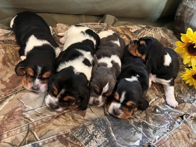 Basset Hound Puppies media 2