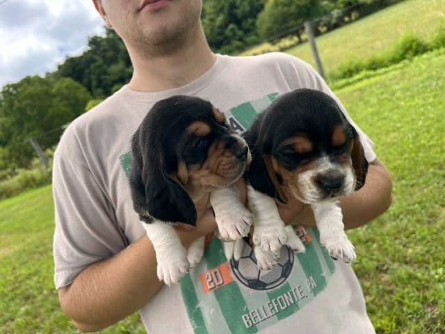 Basset Hound Puppies media 5