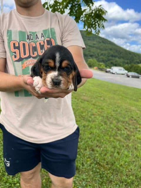 Basset Hound Puppies media 8
