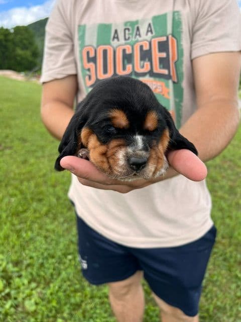 Basset Hound Puppies media 6
