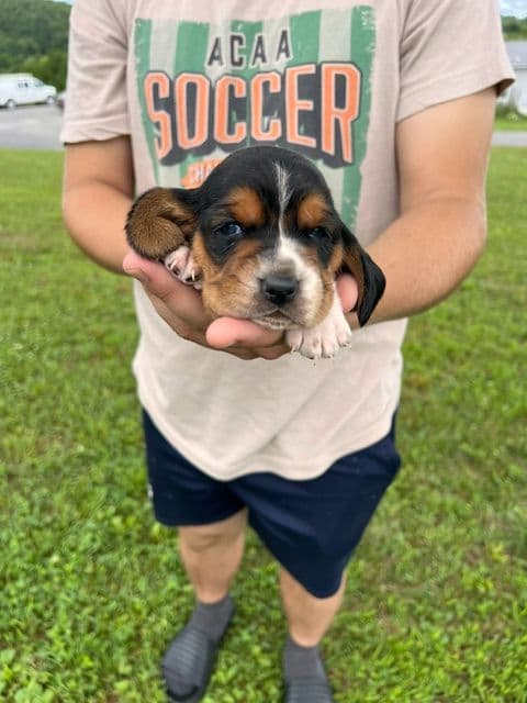 Basset Hound Puppies media 7