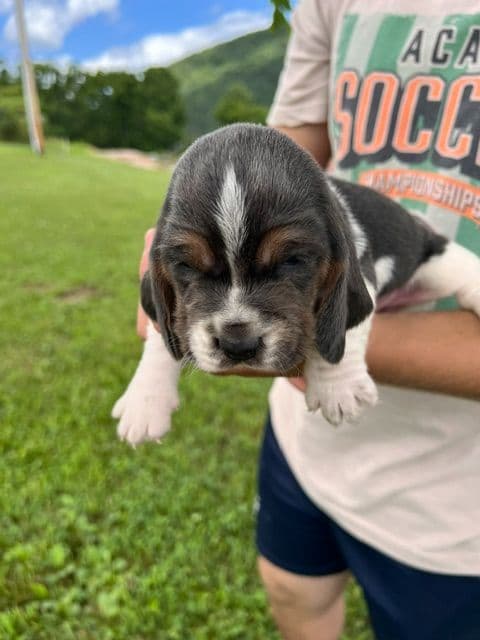 Basset Hound Puppies media 9
