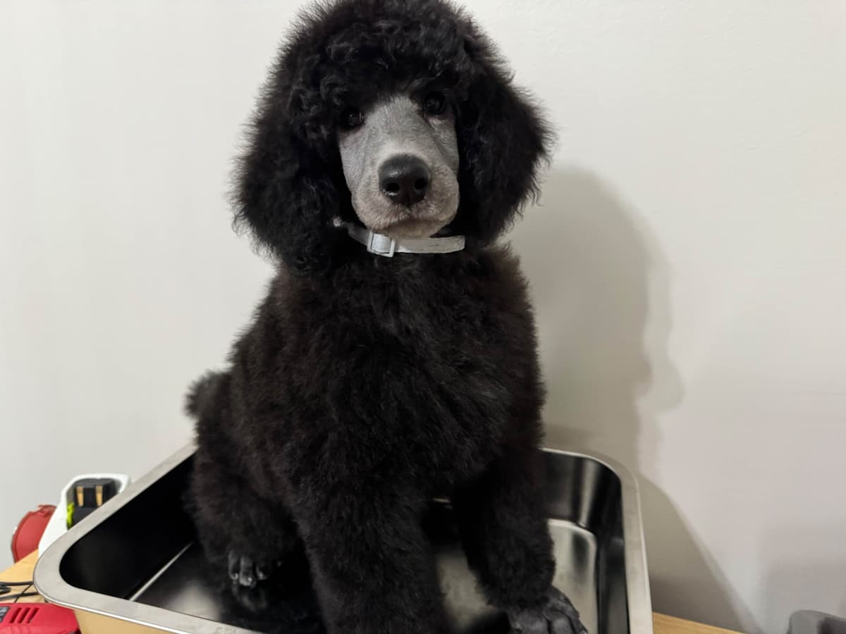 Poodle Puppies breeder image 1