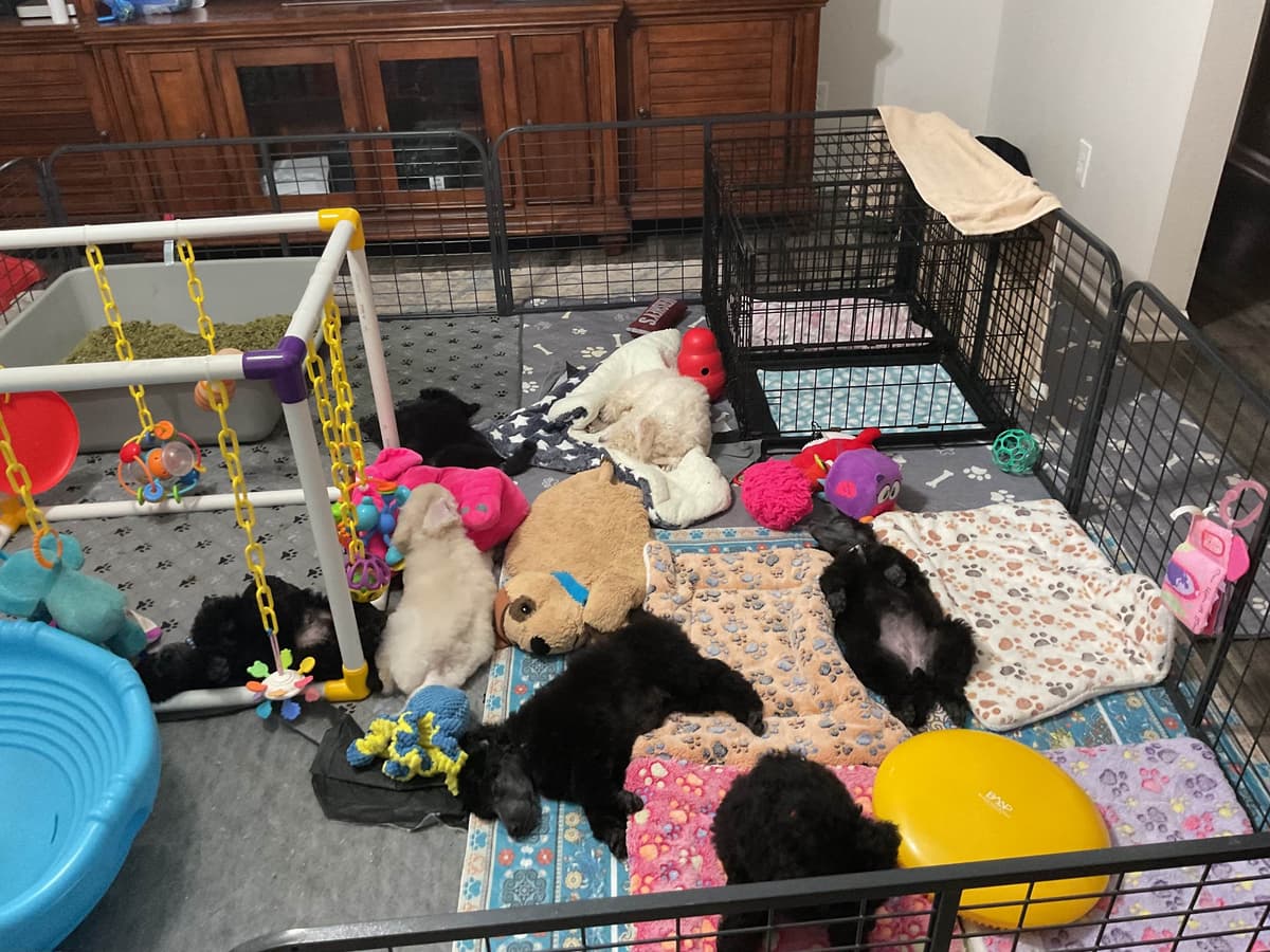 Poodle Puppies breeder image 2
