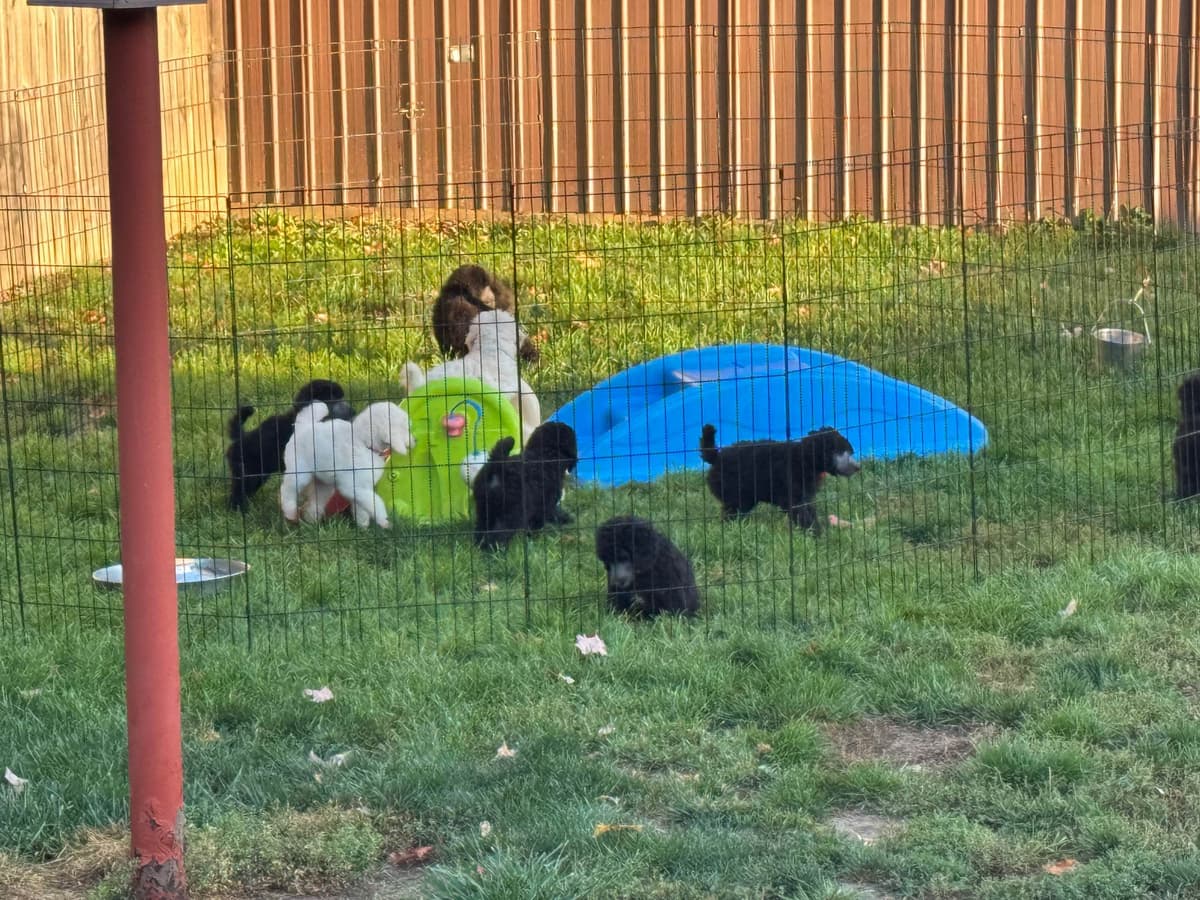 Poodle Puppies breeder image 3